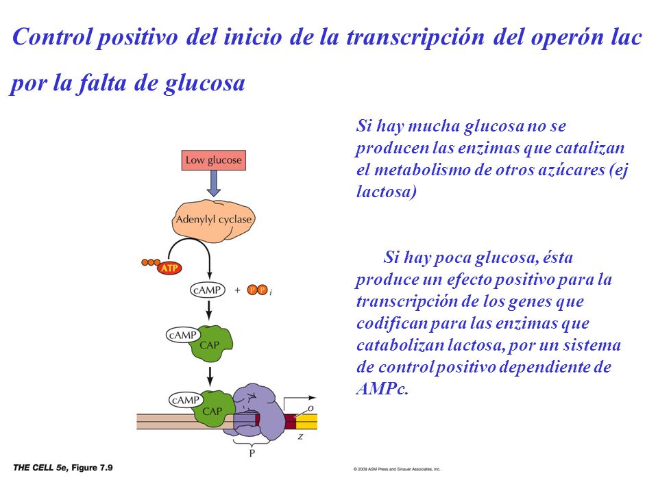 Control positivo del inicio de la transcripción del operón lac