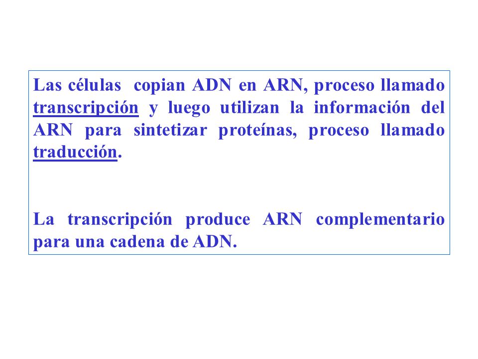Las células copian ADN en ARN, proceso llamado transcripción y luego utilizan la información del ARN para sintetizar proteínas, proceso llamado traducción.