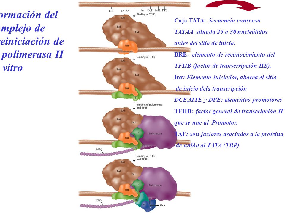 Formación del complejo de preiniciación de la polimerasa II in vitro