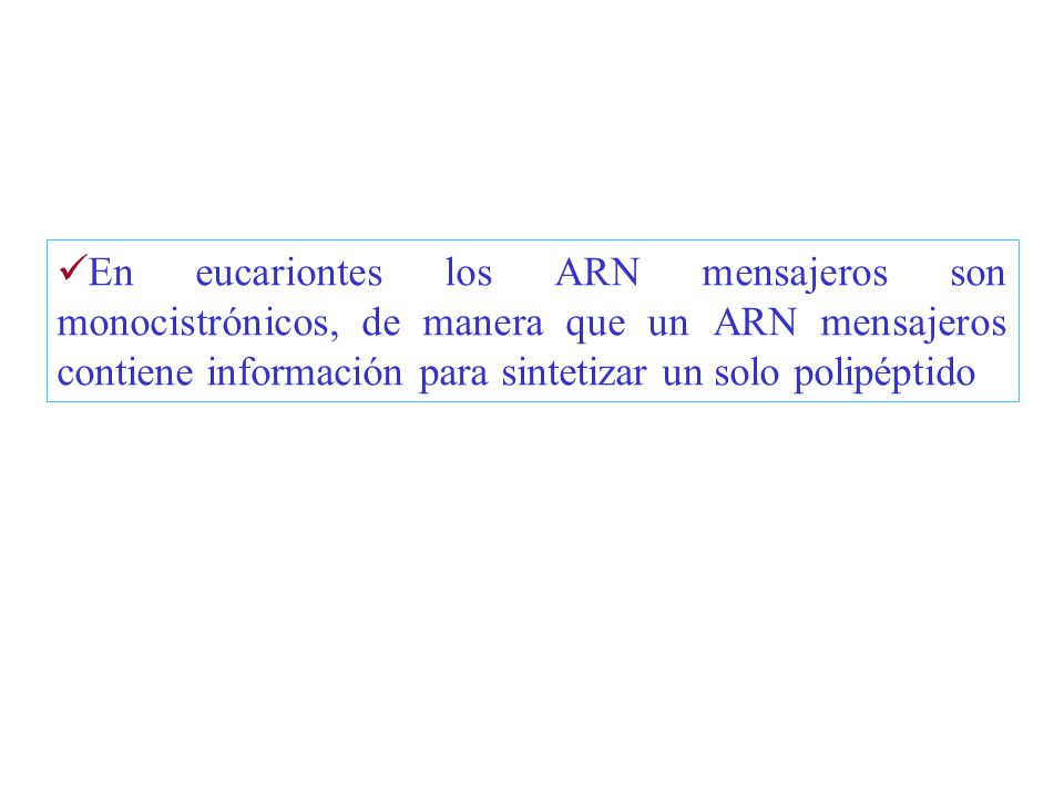 En eucariontes los ARN mensajeros son monocistrónicos, de manera que un ARN mensajeros contiene información para sintetizar un solo polipéptido