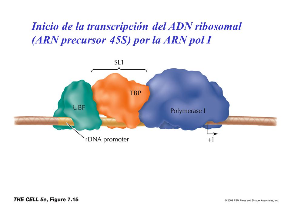 Inicio de la transcripción del ADN ribosomal (ARN precursor 45S) por la ARN pol I