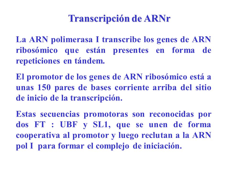Transcripción de ARNr La ARN polimerasa I transcribe los genes de ARN ribosómico que están presentes en forma de repeticiones en tándem.