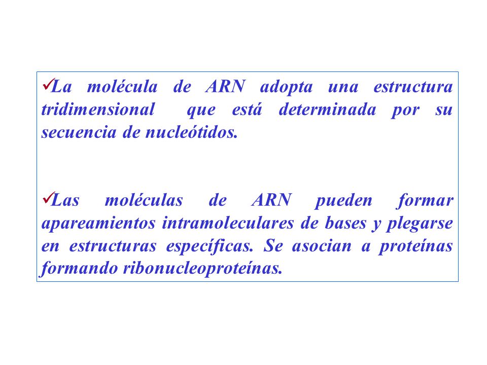 La molécula de ARN adopta una estructura tridimensional que está determinada por su secuencia de nucleótidos.