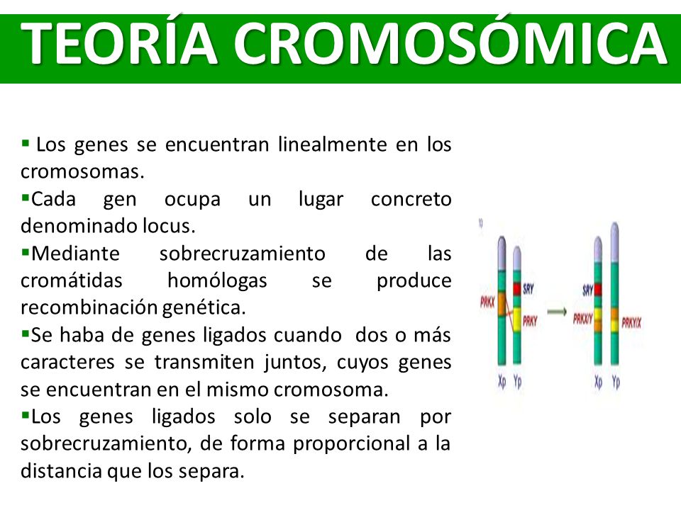 TEORÍA CROMOSÓMICA Los genes se encuentran linealmente en los cromosomas. Cada gen ocupa un lugar concreto denominado locus.