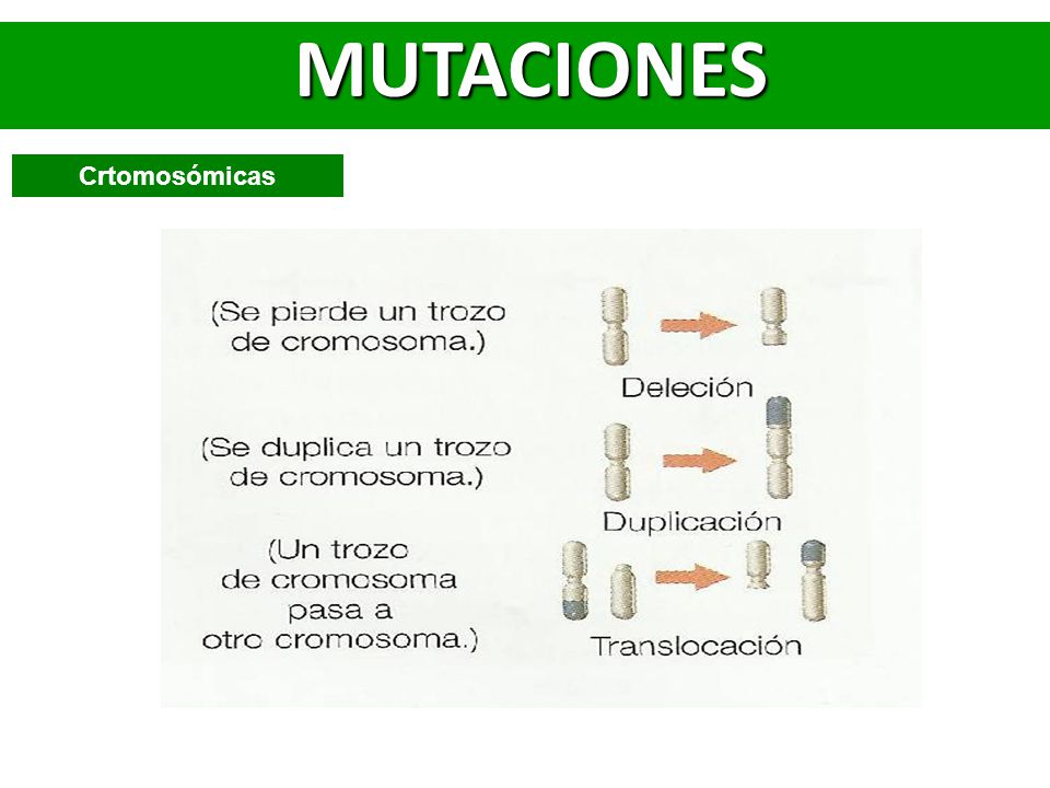 MUTACIONES Crtomosómicas