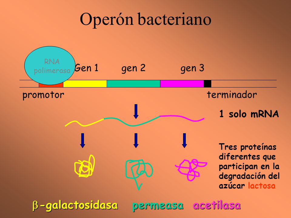 Operón bacteriano -galactosidasa permeasa acetilasa promotor
