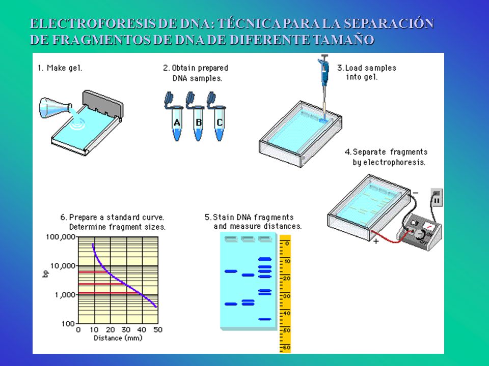 ELECTROFORESIS DE DNA: TÉCNICA PARA LA SEPARACIÓN DE FRAGMENTOS DE DNA DE DIFERENTE TAMAÑO