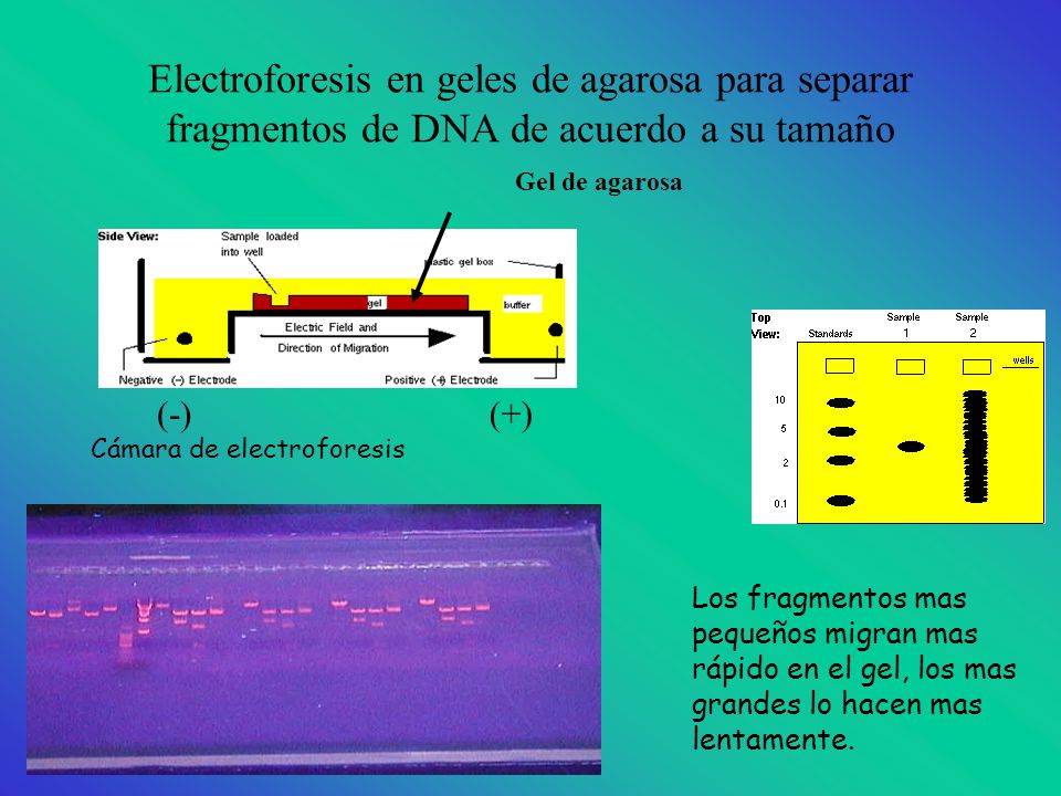 Electroforesis en geles de agarosa para separar fragmentos de DNA de acuerdo a su tamaño