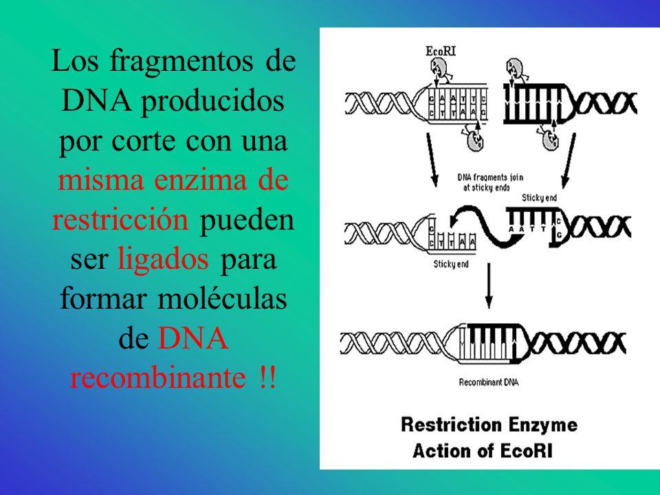 Los fragmentos de DNA producidos por corte con una misma enzima de restricción pueden ser ligados para formar moléculas de DNA recombinante !!