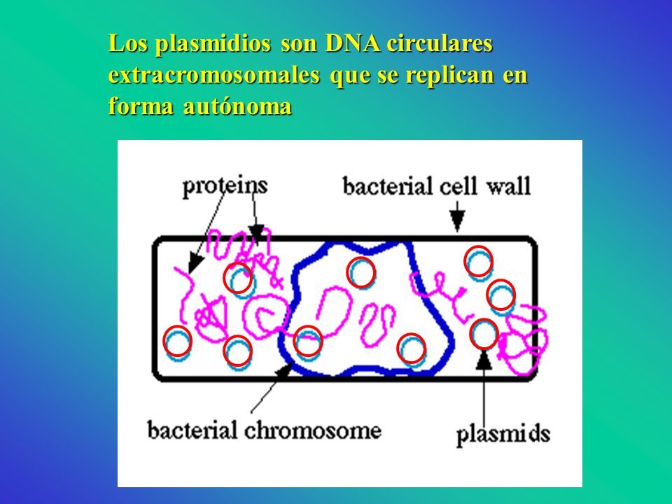 Los plasmidios son DNA circulares extracromosomales que se replican en forma autónoma