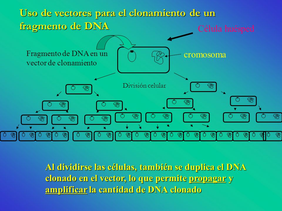Uso de vectores para el clonamiento de un fragmento de DNA