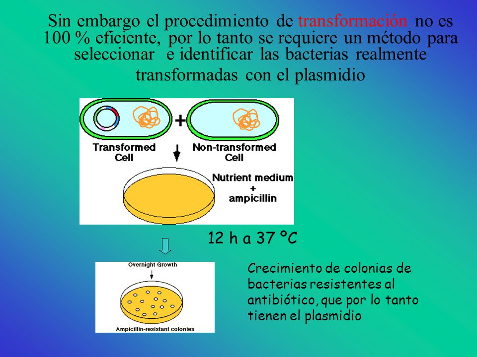 Sin embargo el procedimiento de transformación no es 100 % eficiente, por lo tanto se requiere un método para seleccionar e identificar las bacterias realmente transformadas con el plasmidio
