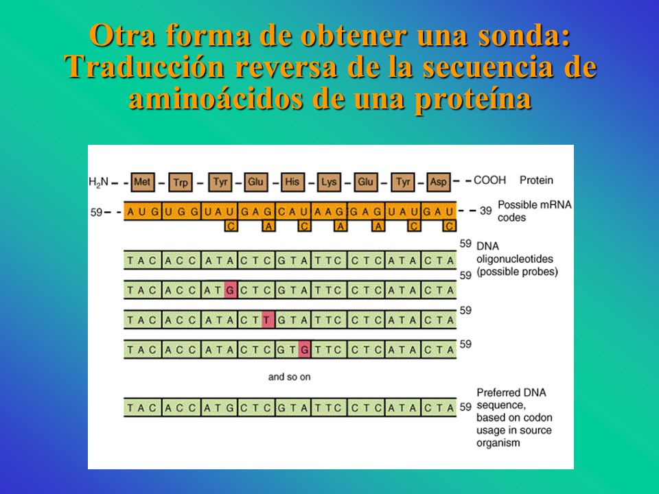 Otra forma de obtener una sonda: Traducción reversa de la secuencia de aminoácidos de una proteína