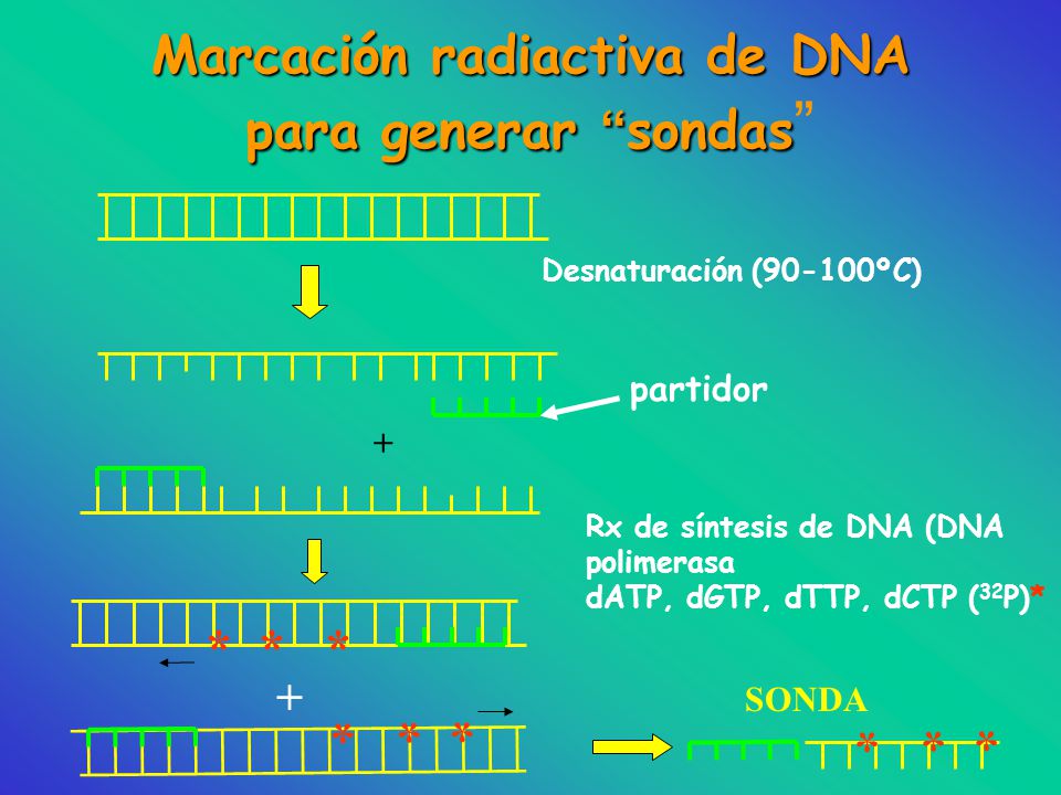 Marcación radiactiva de DNA para generar sondas