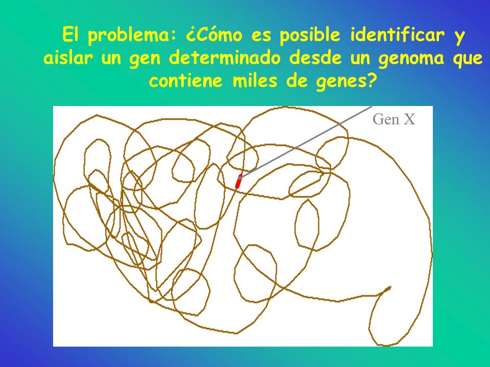 El problema: ¿Cómo es posible identificar y aislar un gen determinado desde un genoma que contiene miles de genes