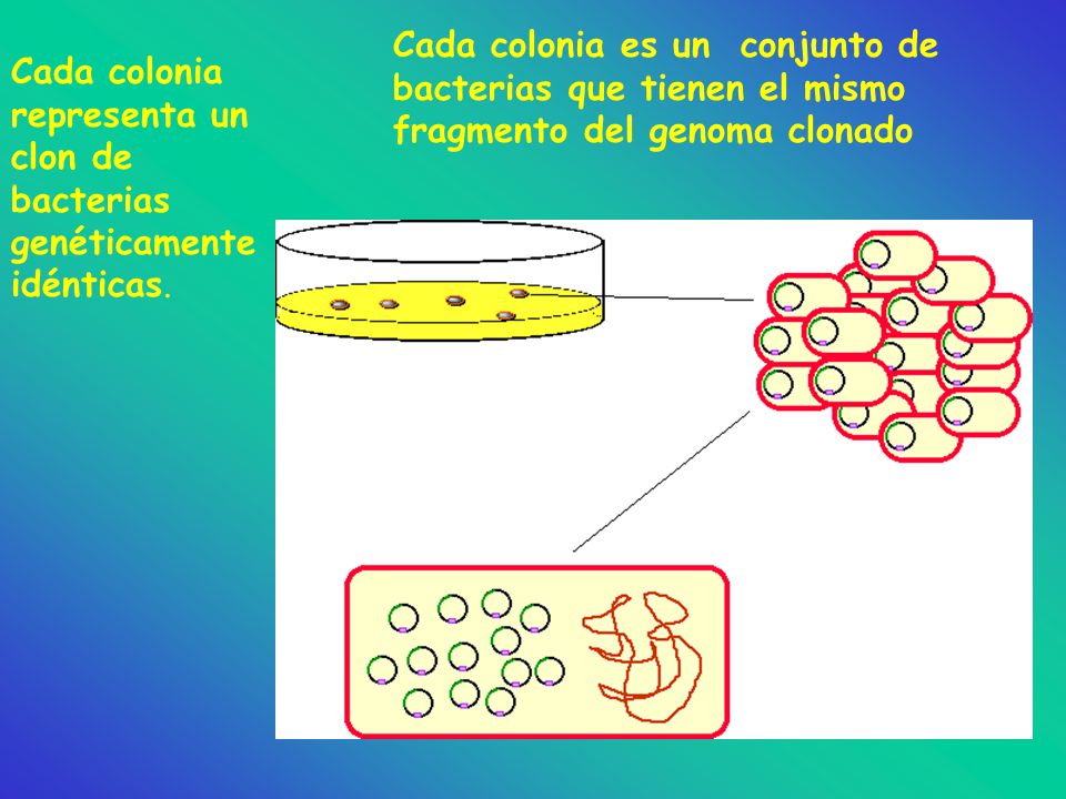 Cada colonia es un conjunto de bacterias que tienen el mismo fragmento del genoma clonado