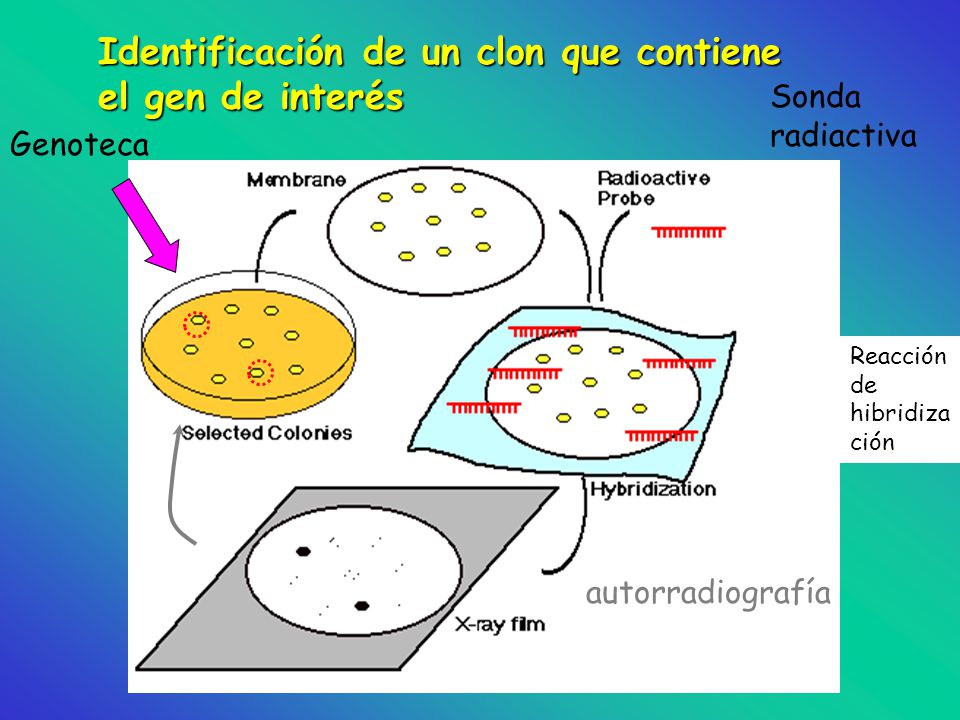 Identificación de un clon que contiene el gen de interés