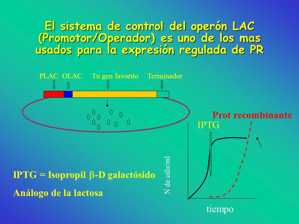 El sistema de control del operón LAC (Promotor/Operador) es uno de los mas usados para la expresión regulada de PR