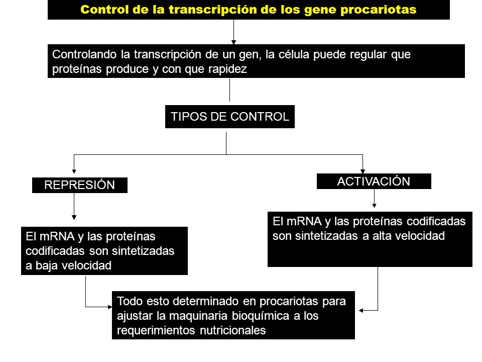 El mRNA y las proteínas codificadas son sintetizadas a baja velocidad