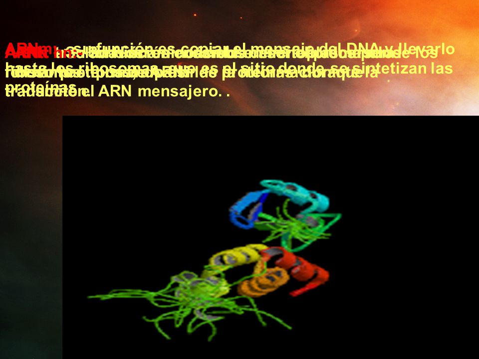 ARNm: - su función es copiar el mensaje del DNA y llevarlo hasta los ribosomas, que es el sitio donde se sintetizan las proteínas