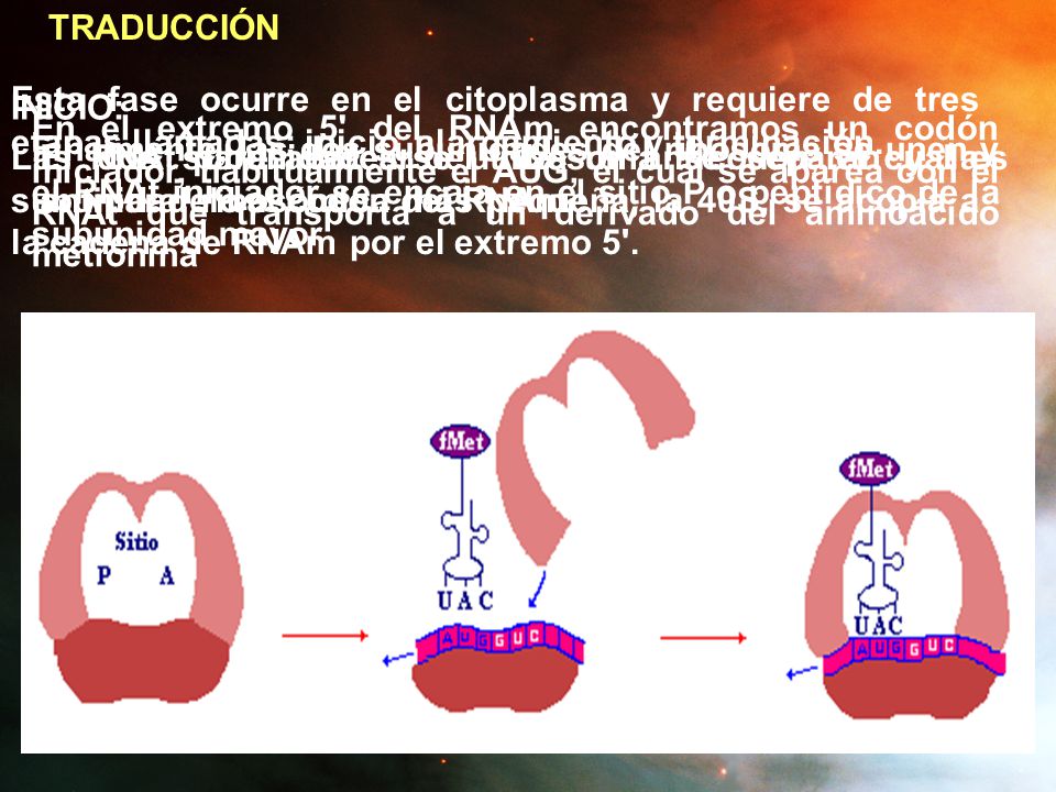 TRADUCCIÓN Esta fase ocurre en el citoplasma y requiere de tres etapas llamadas: inicio, alargamiento y terminación.