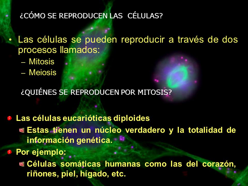 Las células se pueden reproducir a través de dos procesos llamados: