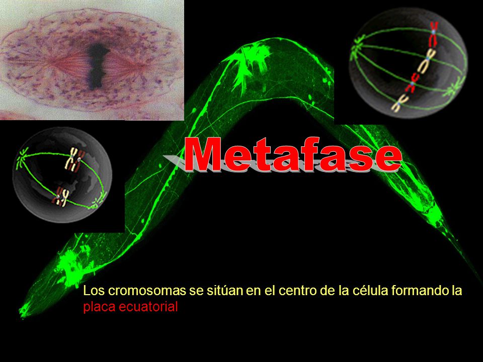 Metafase Los cromosomas se sitúan en el centro de la célula formando la placa ecuatorial