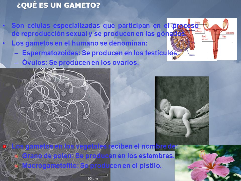 ¿QUÉ ES UN GAMETO Son células especializadas que participan en el proceso de reproducción sexual y se producen en las gónadas.
