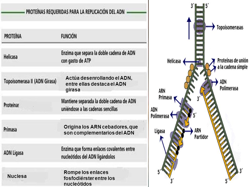 Tipos de RNA Origina los ARN cebadores, que son complementarios del ADN. Actúa desenrollando el ADN, entre ellas destaca el ADN girasa.