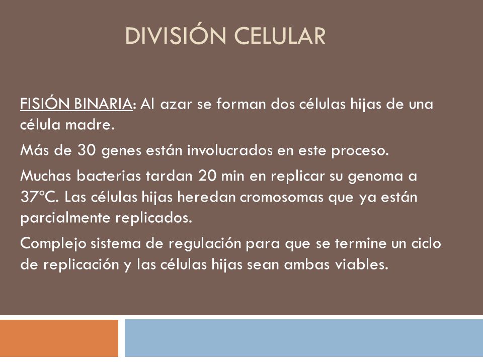 División celular FISIÓN BINARIA: Al azar se forman dos células hijas de una célula madre. Más de 30 genes están involucrados en este proceso.
