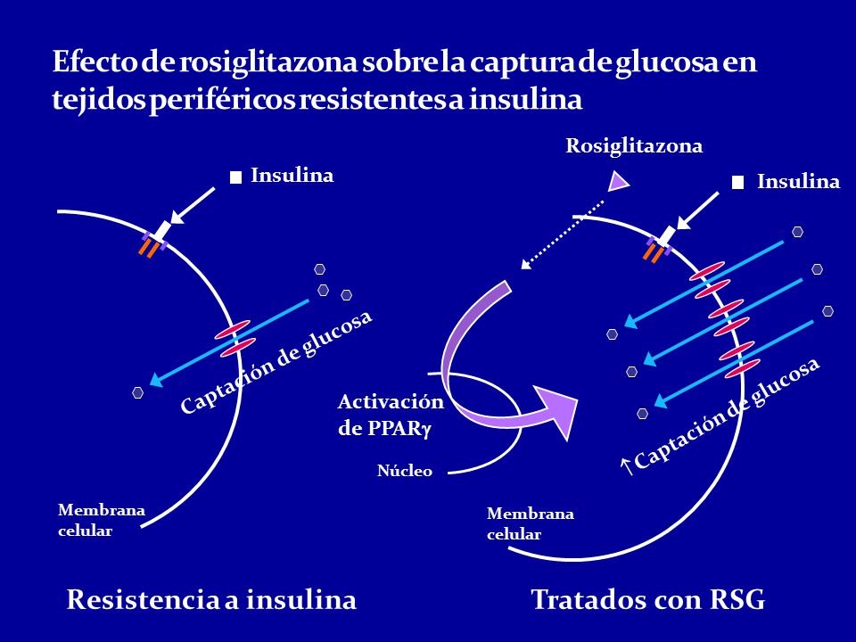 Efecto de rosiglitazona sobre la captura de glucosa en tejidos periféricos resistentes a insulina