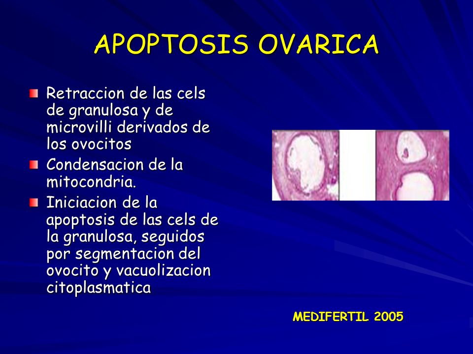 APOPTOSIS OVARICA Retraccion de las cels de granulosa y de microvilli derivados de los ovocitos. Condensacion de la mitocondria.