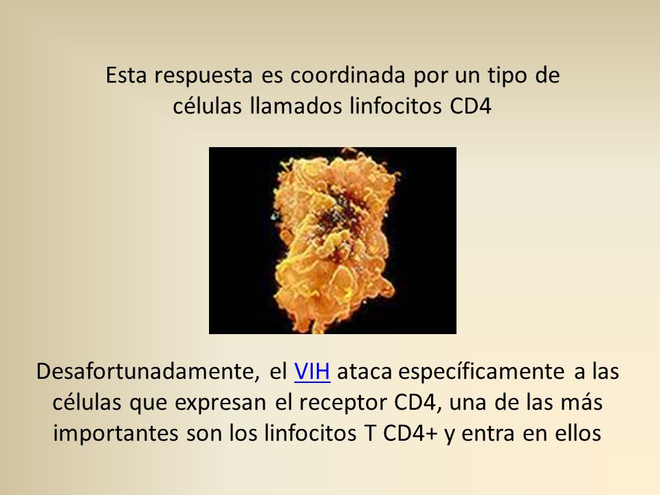 Esta respuesta es coordinada por un tipo de células llamados linfocitos CD4