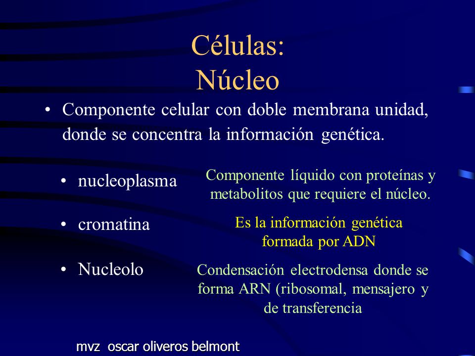Células: Núcleo Componente celular con doble membrana unidad, donde se concentra la información genética.
