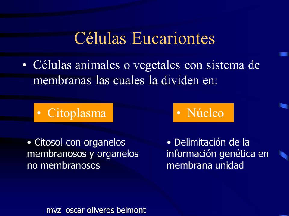 Células Eucariontes Células animales o vegetales con sistema de membranas las cuales la dividen en: