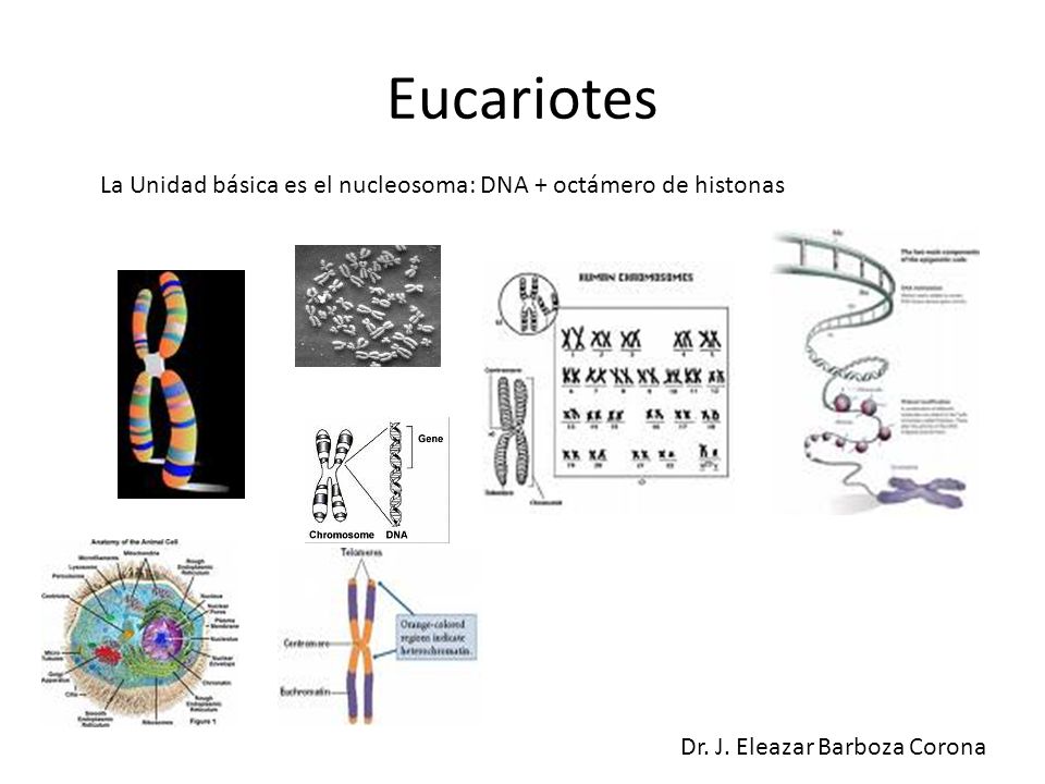 Eucariotes La Unidad básica es el nucleosoma: DNA + octámero de histonas.