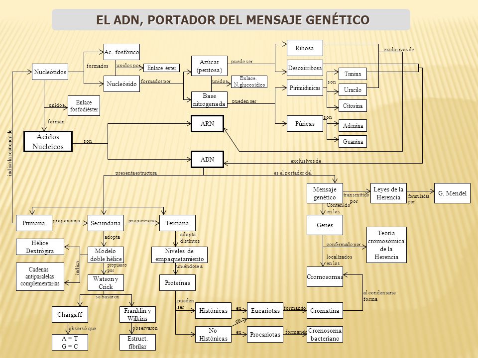 EL ADN, PORTADOR DEL MENSAJE GENÉTICO