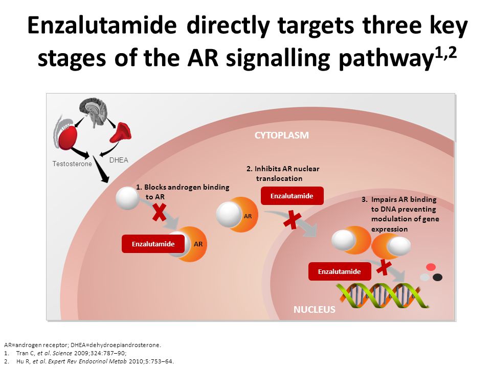 Enzalutamide directly targets three key stages of the AR signalling pathway1,2