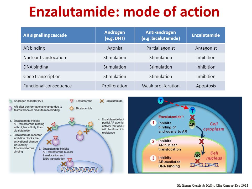 Enzalutamide: mode of action
