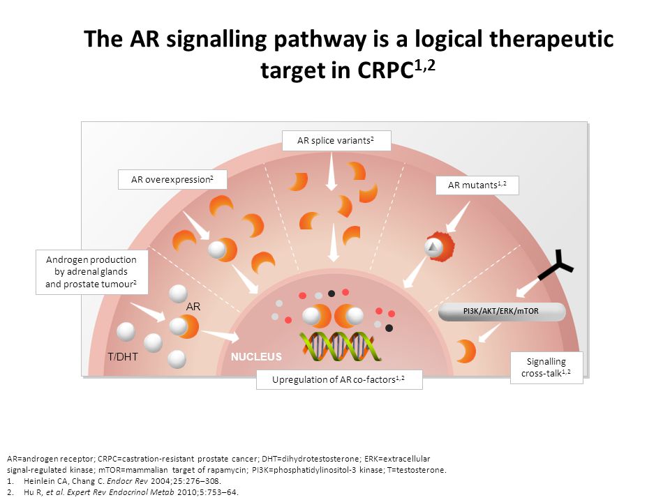 The AR signalling pathway is a logical therapeutic target in CRPC1,2