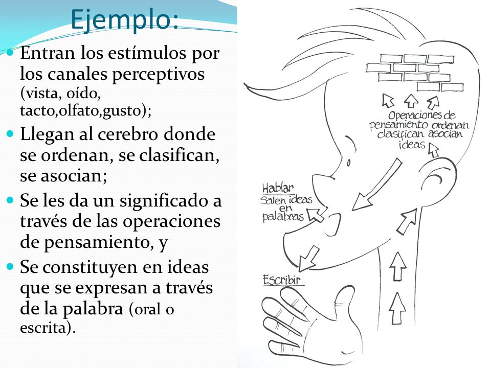 Ejemplo: Entran los estímulos por los canales perceptivos (vista, oído, tacto,olfato,gusto);