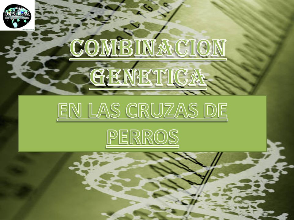 COMBINACION GENETICA EN LAS CRUZAS DE PERROS EN LAS CRUZAS DE PERROS