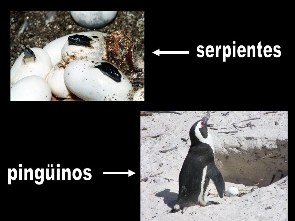serpientes pingüinos