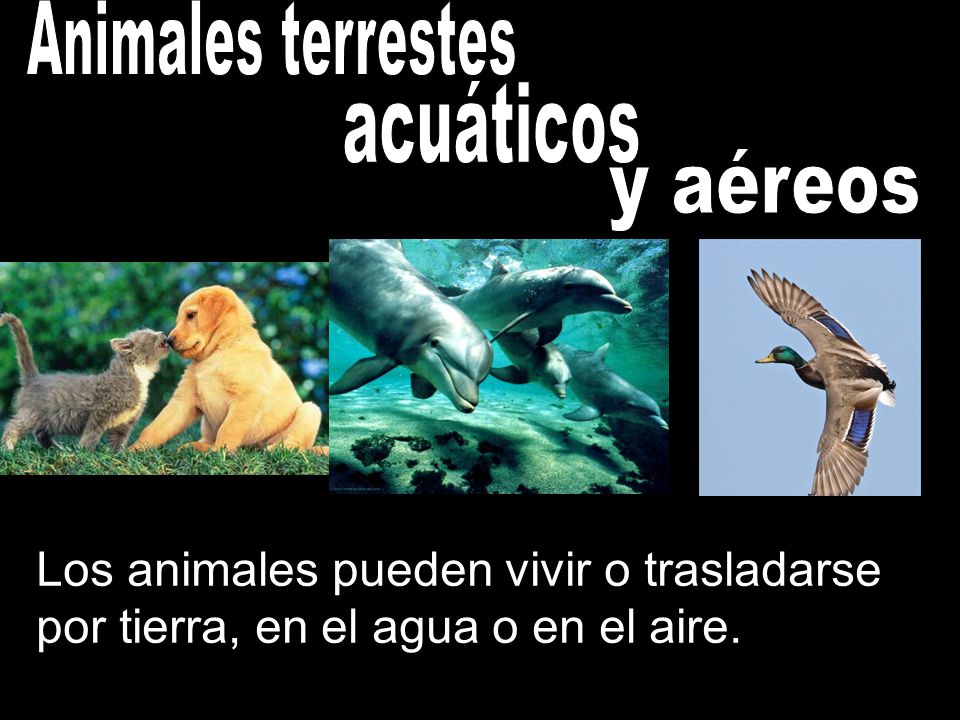 Animales terrestes acuáticos. y aéreos.