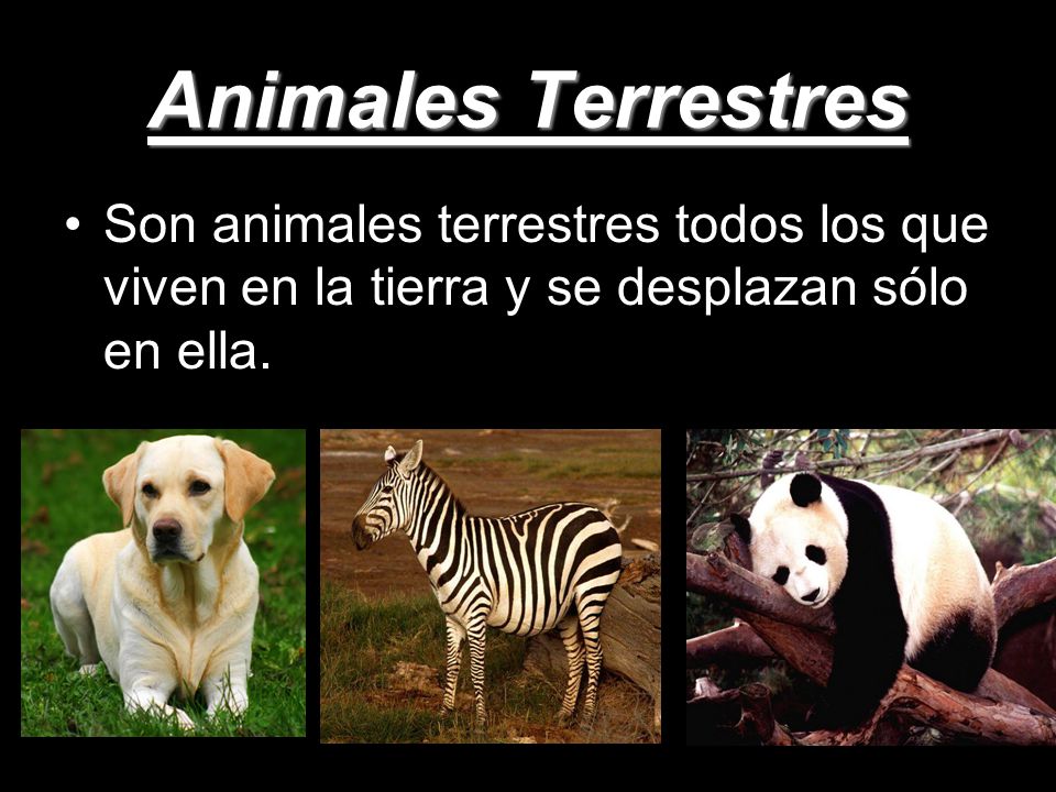 Animales Terrestres Son animales terrestres todos los que viven en la tierra y se desplazan sólo en ella.