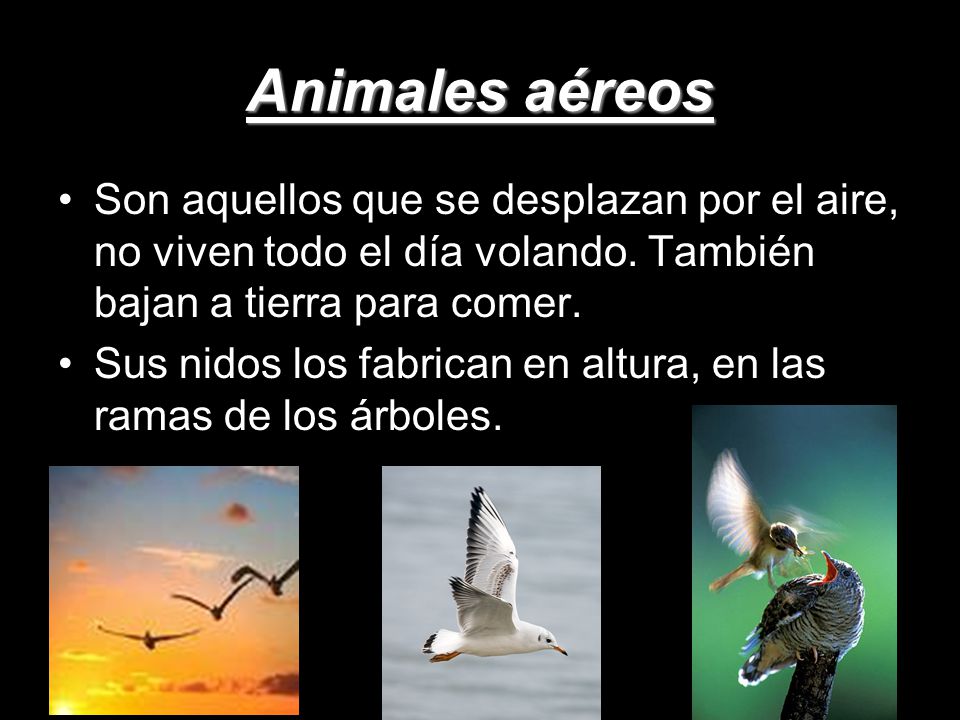 Animales aéreos Son aquellos que se desplazan por el aire, no viven todo el día volando. También bajan a tierra para comer.