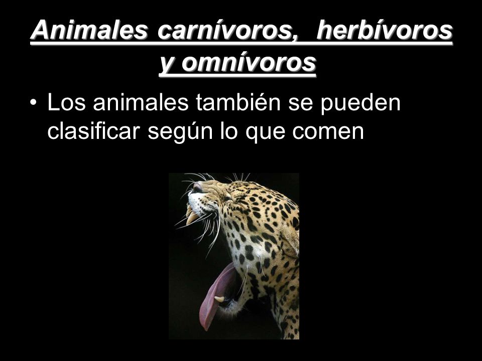 Animales carnívoros, herbívoros y omnívoros.