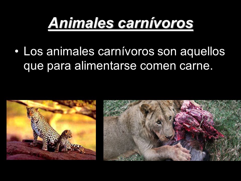 Animales carnívoros Los animales carnívoros son aquellos que para alimentarse comen carne.