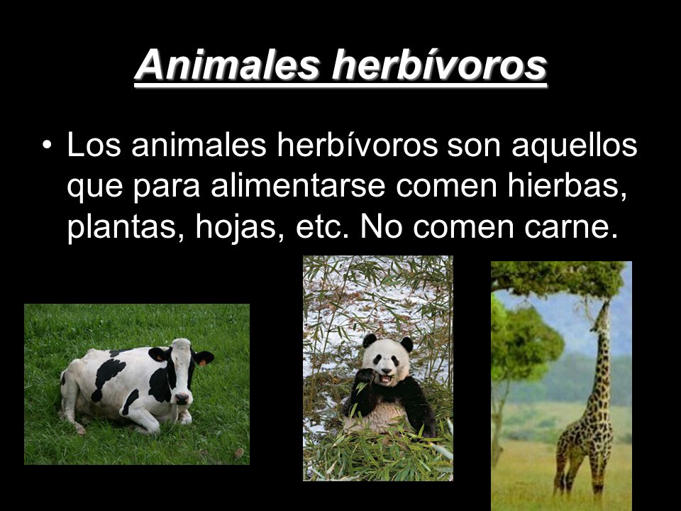 Animales herbívoros Los animales herbívoros son aquellos que para alimentarse comen hierbas, plantas, hojas, etc.
