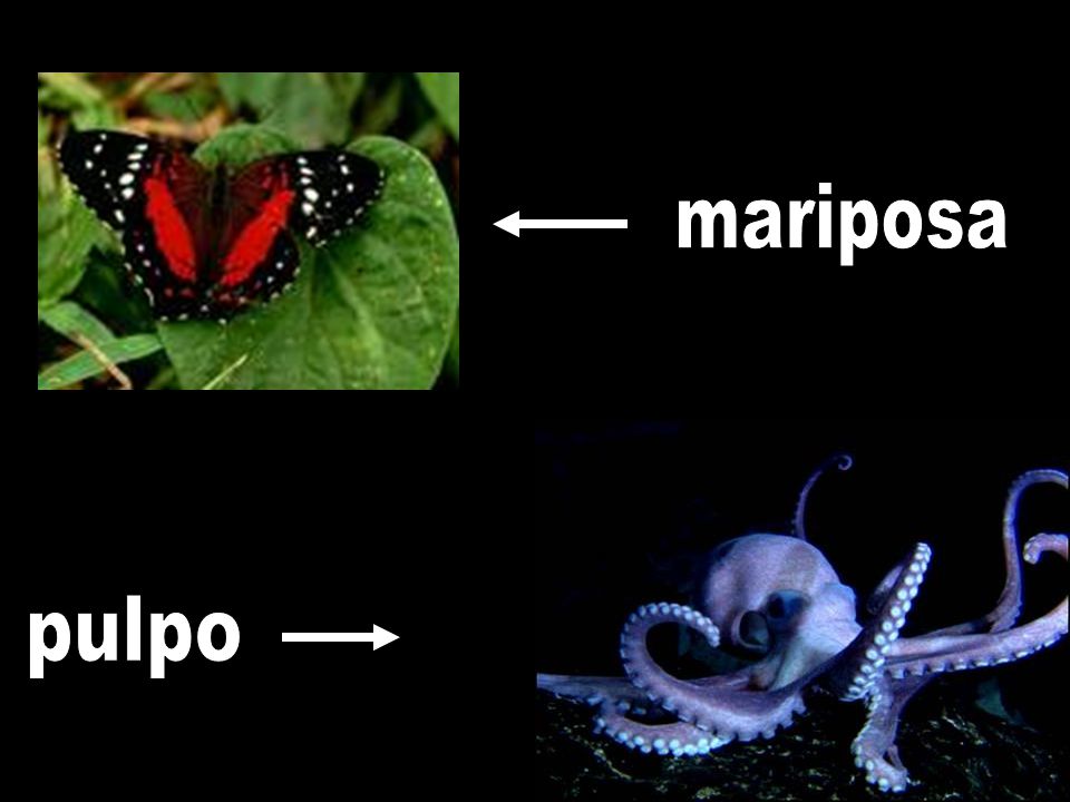 mariposa pulpo